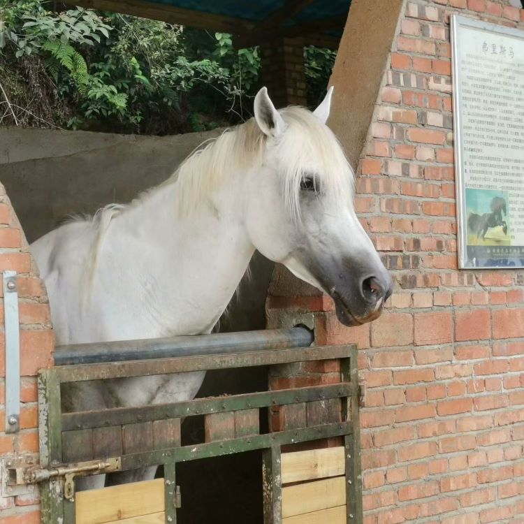 ���\�P���a�I�lչ���L�͡��r�񸻡����®���