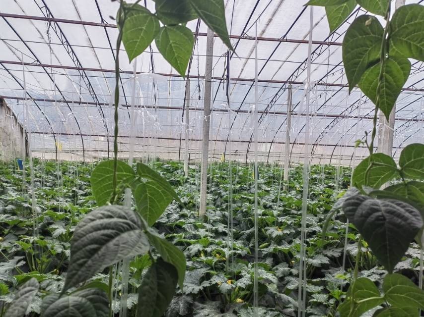 �����ʳ���^����þGɫ���˻@��