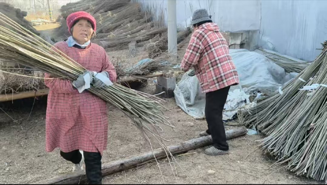 ���з��z�����������l(xi��ng)�����d