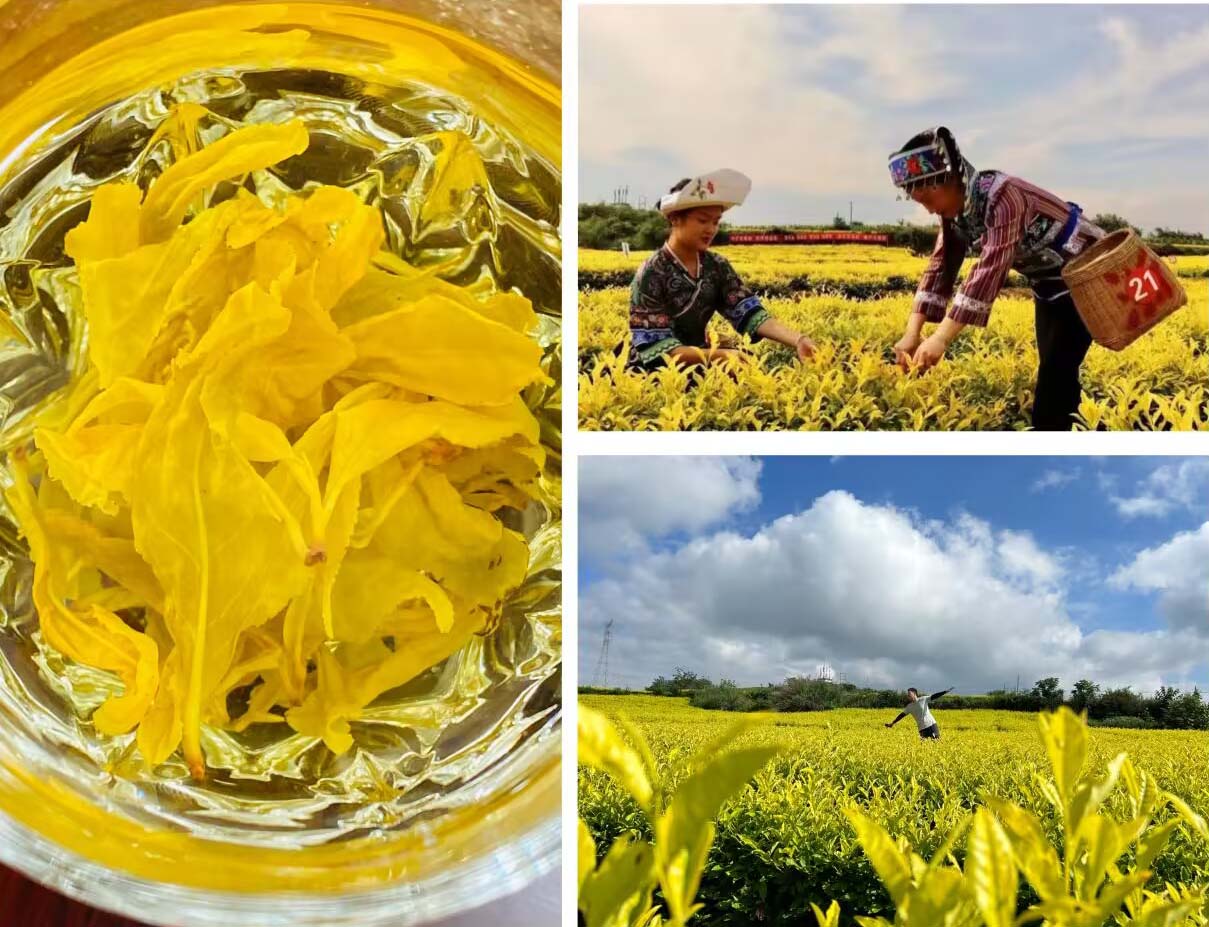 �y�ֹ��M�����Tɽ���c�������ϰlչ