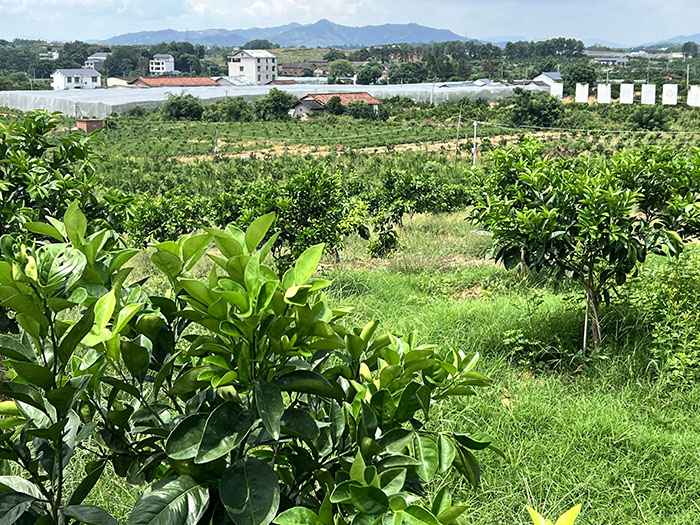 �L��Ⱦ�������M�����dչ���