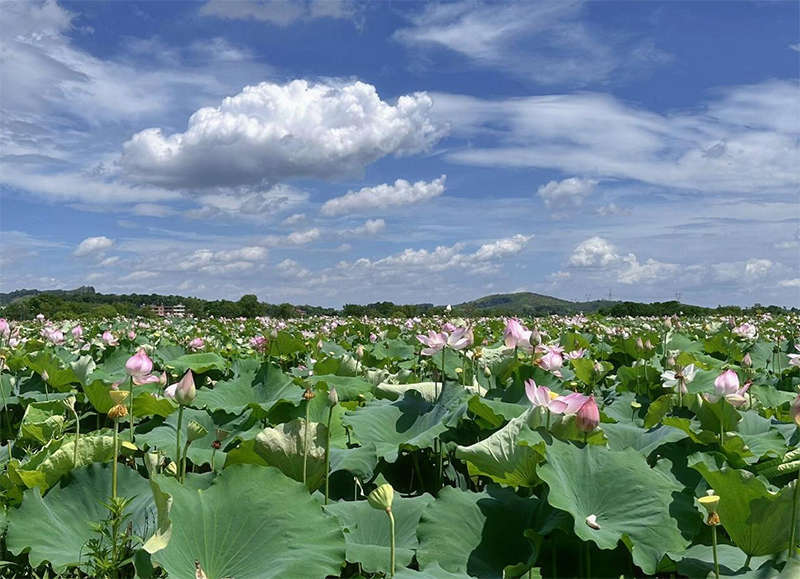 �|���֘I��W�W�����M����ʡԮ���l�����d