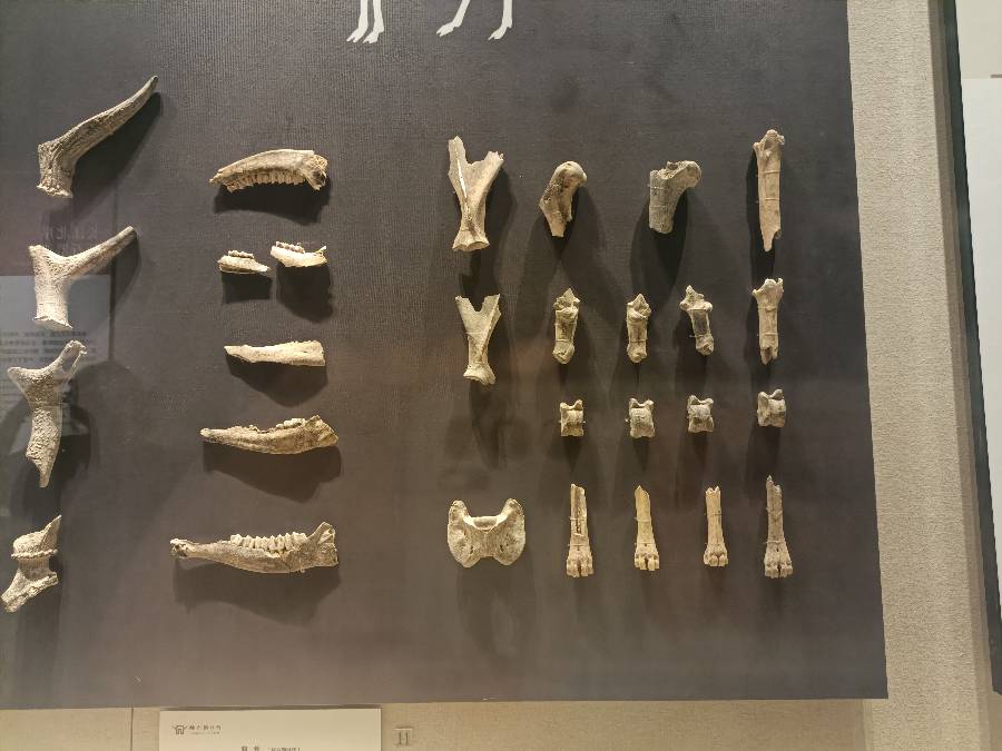 ̽��ͤ�������P���y�Ļ�