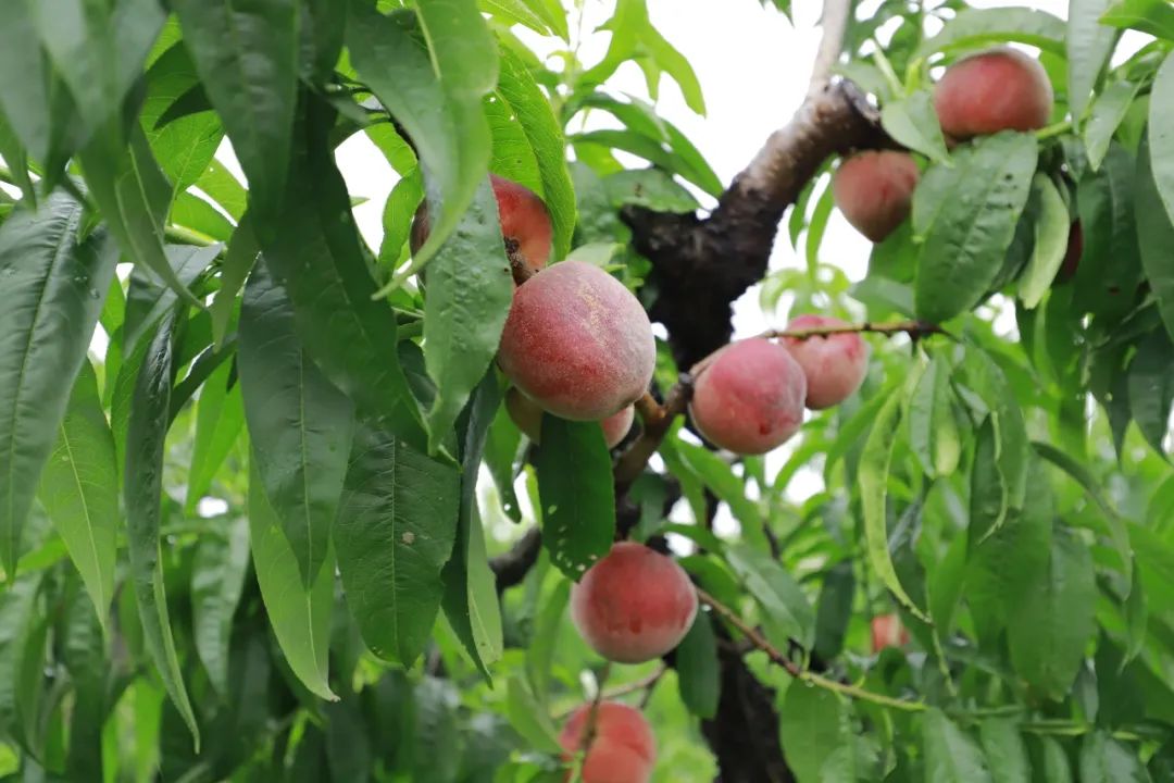 ���҈@���������r���գ������l�����d