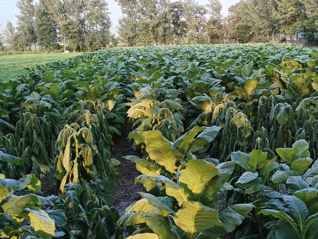 �����r��W���аl�������R���ꡯ�����������~Ʒ�|����������Ȼ�����~����������A�yϵ�y����