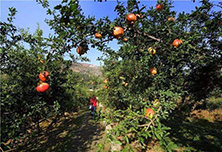 �۽����hʯ��ƣ������l�����d�lչ