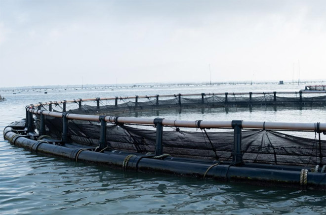 ���L(f��ng)����̽����Ƽ��x�����B(y��ng)ֳ �����V�|�����W(xu��)���V��Ƽ������F(xi��n)���r(n��ng)�I(y��)����տ�������ߡ��F(tu��n)�(du��)�_(k��i)չ��B(y��ng)ֳ�����^�y(c��)��(sh��)�`���(d��ng)