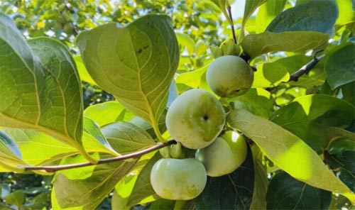 Ʒζ�����L�飬�����l�����d���l�P�tɫ����