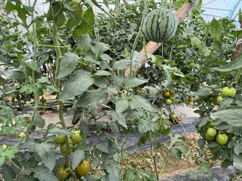 �lչ��ɫ�r�I�Nֲ �V���l�����d��ƪ��