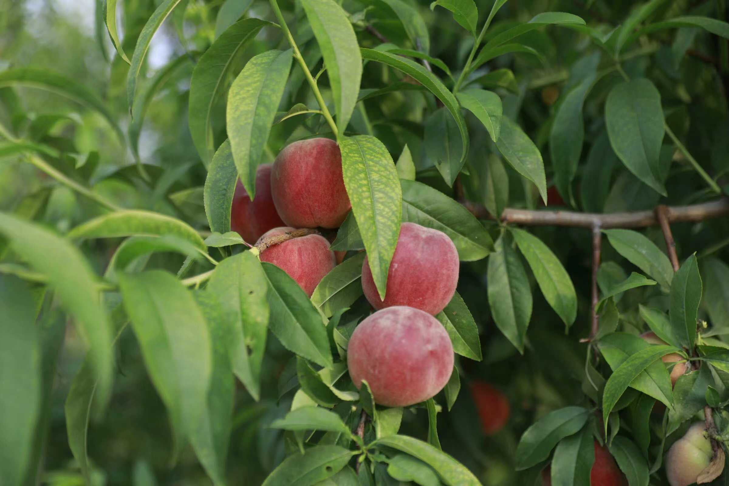 ����M�@ӳʢ�ģ���(sh��)�`���r(n��ng)չ�L(f��ng)�A