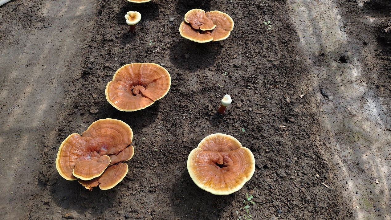 ���Č���������I��