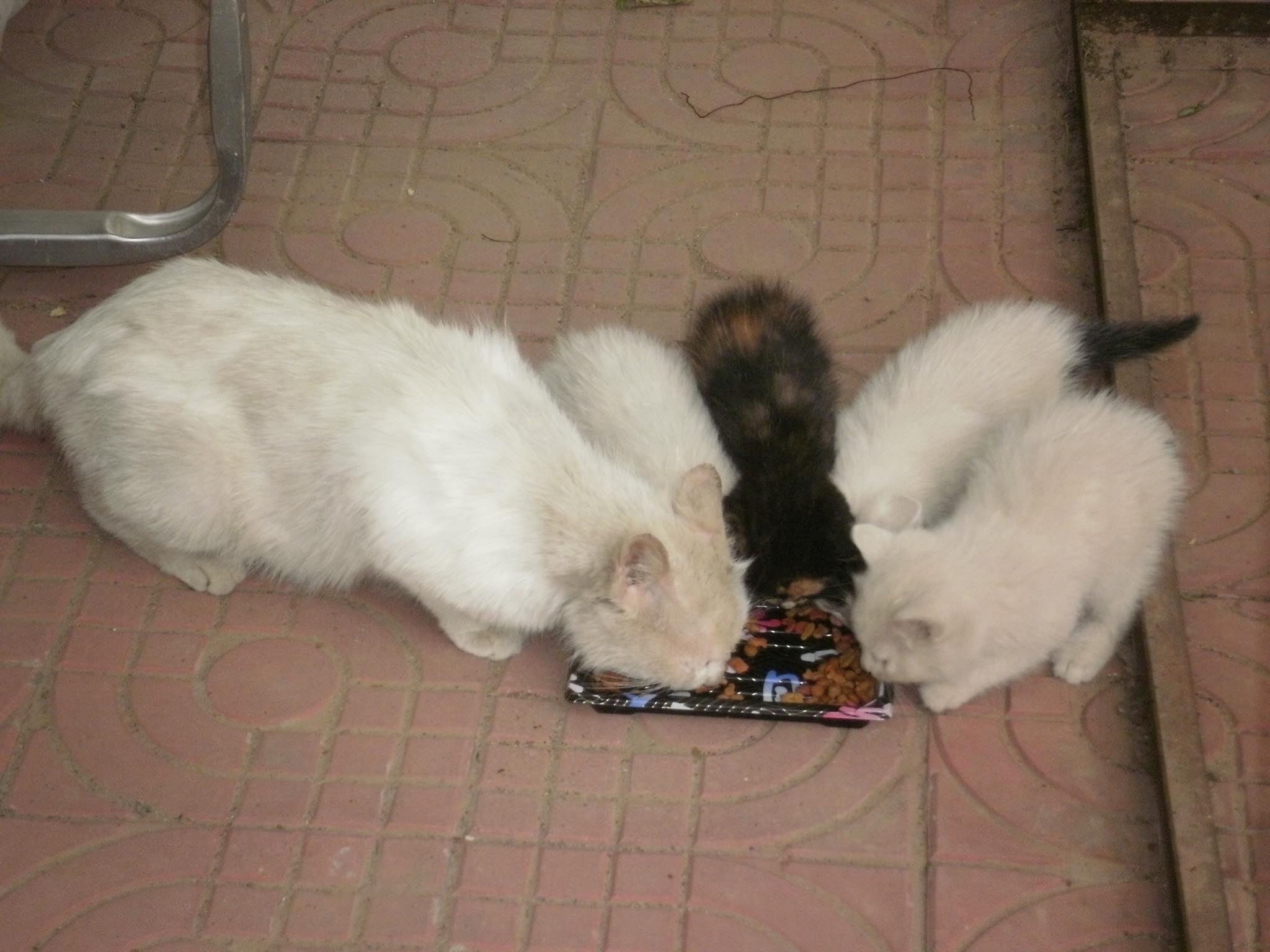 ��������ɫ����׌�۲����ˡ�����������`