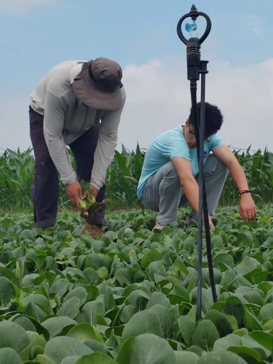 �ǽ��W(xu��)��ǰ���~�h���_չ���ϷNֲ���صą��^�c�{(di��o)��