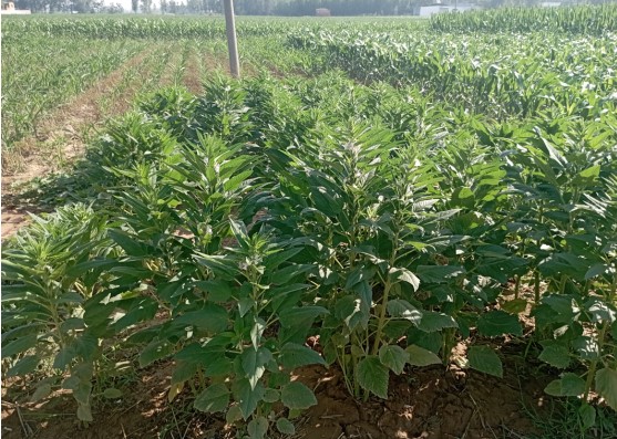 ��(sh��)�`�{(di��o)�龿�����̽�����r(n��ng)��˼·