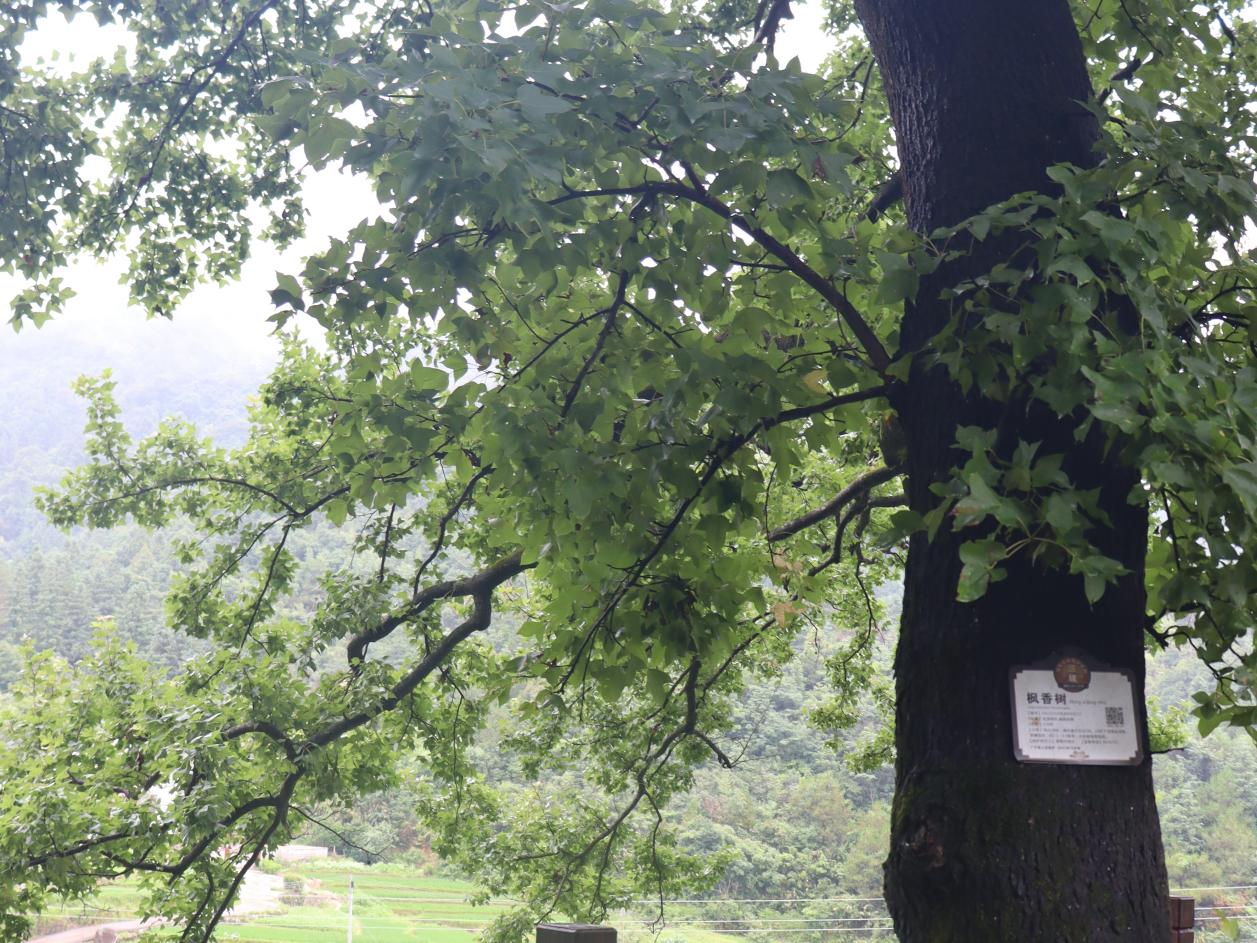 ���t�G��������̽���l����N�����V���̌WԺ���G־Ը����꠸��ؑc�ЏV���h���悻ݐ۴�