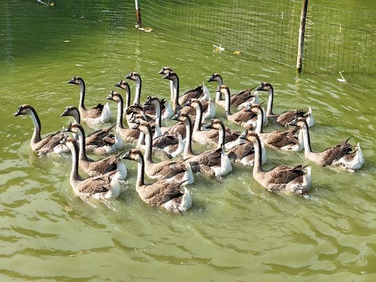 �����c�棺�R�^��č��Sζ �����V���׌��������l�L��ͻ��꠶���ͼ��Z���c�l����