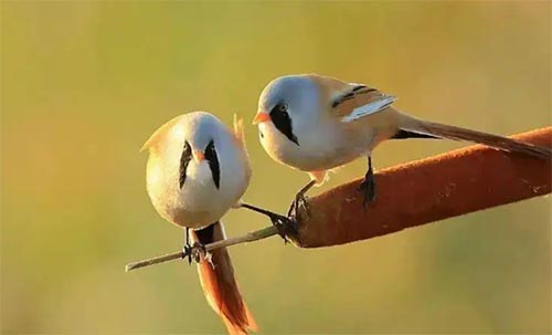 �����p�f