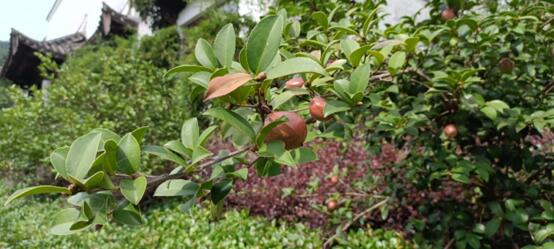 ̤־Ը֮�У����ഺ֮־