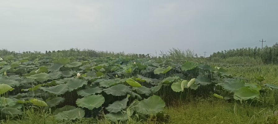 ̽�����B(t��i)���d�µ��JϪ���r(n��ng)�I(y��)�l(f��)չ�F(xi��n)���c���ڵĆ��}