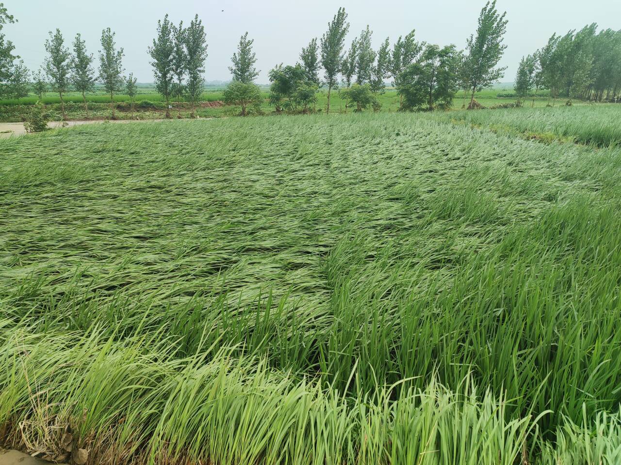 ���M�r�壺���ꌦ�r�����Ӱ�