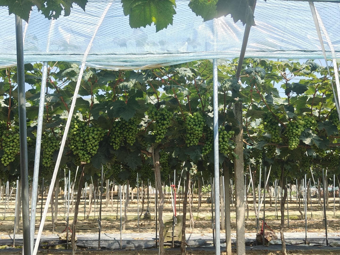 ���L�����L�ȣ�̽���lչ��;