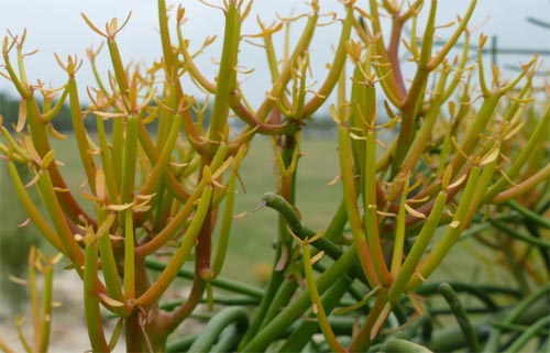 ���������Ҹ�׃