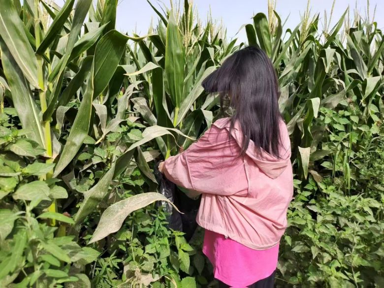 ���p̼�ӾGɫ�D�� �½��r���e�OͶ���Nֲ�I��Դ��Ⱦ������