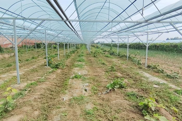 �۽������J���ң������l�干���d