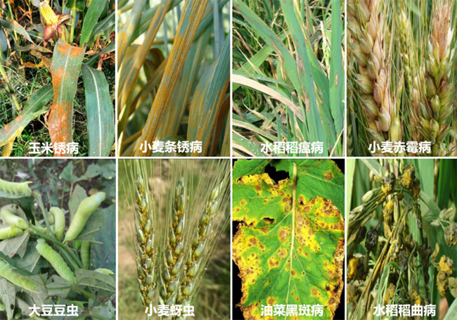 (�Ƽ����r)��������������̽���r���ﲡ�x���Gɫ������ģʽ