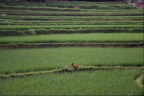 ˮ�����֌WԺ�������l�����`�F���M���ѹŴ壺�����{������ˮ���z�a