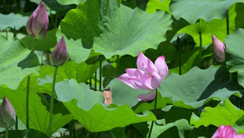 ���֌WԺ��ý���㡰�����Ќ��`�F����������ɽ�^���l�_չ���ڡ������l��������`���