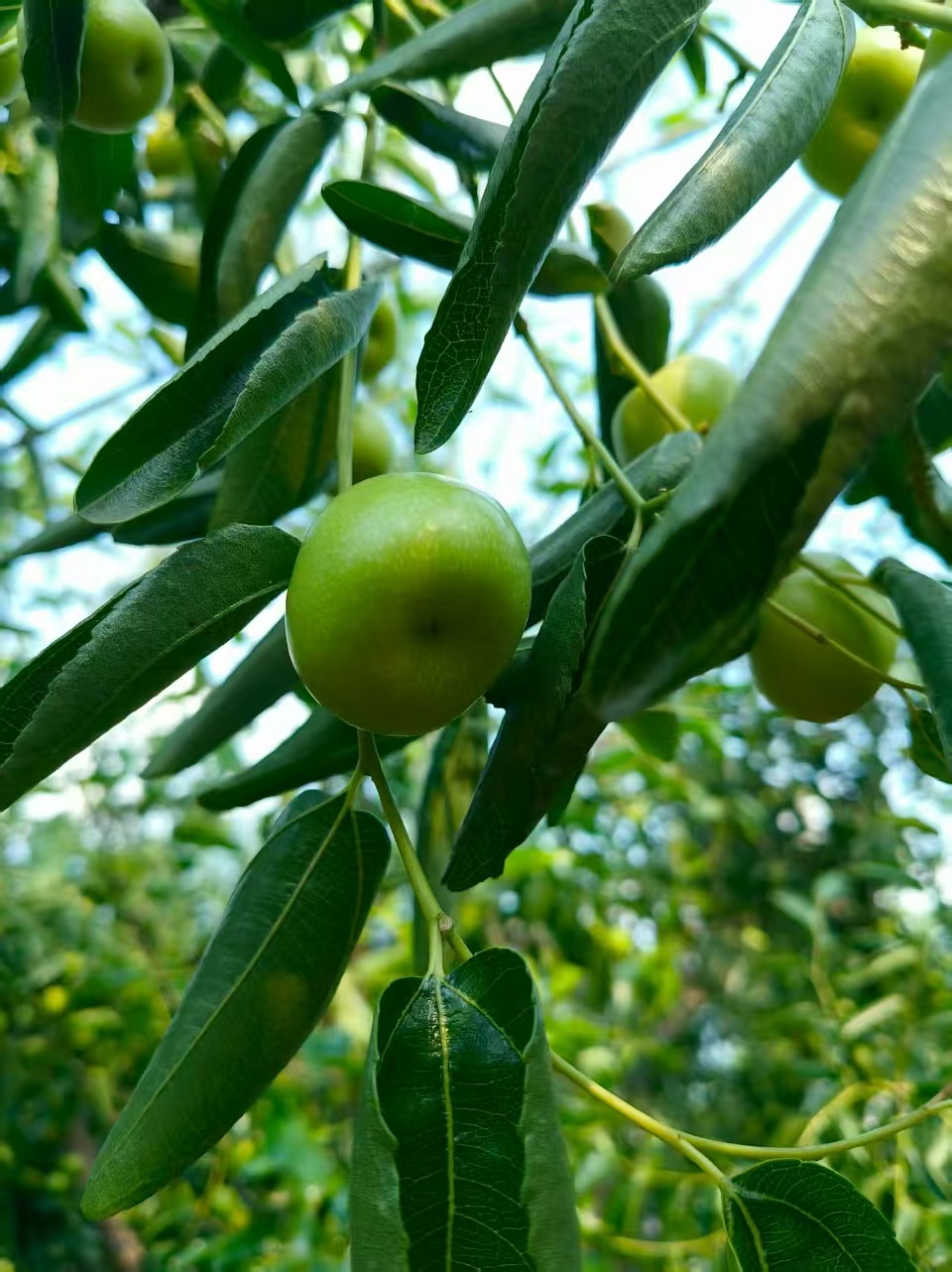 �|����W(xu��)�ػʍu��У�W(xu��)�Ӹ�ɽ�|ʡ�I����մ���^(q��)�f(xi��)�����r(n��ng)ֱ�涬����������