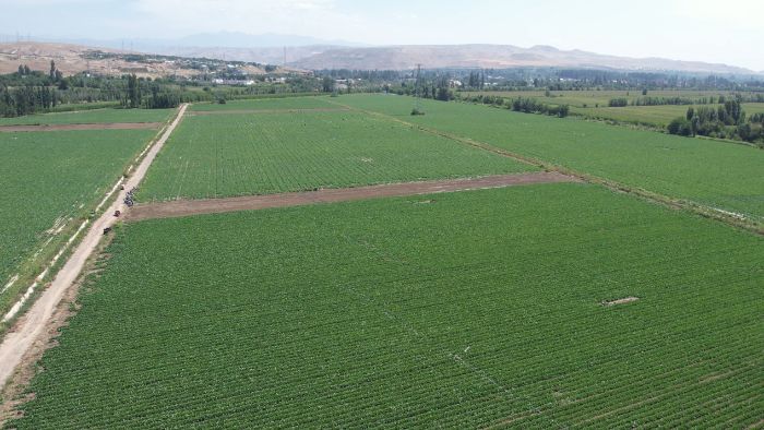 ��(j��ng)��(j��)�W(xu��)Ժ���ž��d�l(xi��ng)���F(tu��n)�(du��)ǰ���½��f(w��n)���ݷNֲ��ˎ�ķNֲ�ӹ������{(di��o)��