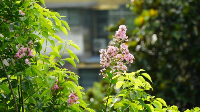 ��ɽ���@���B�ƿ������ഺ�������������Ї����O