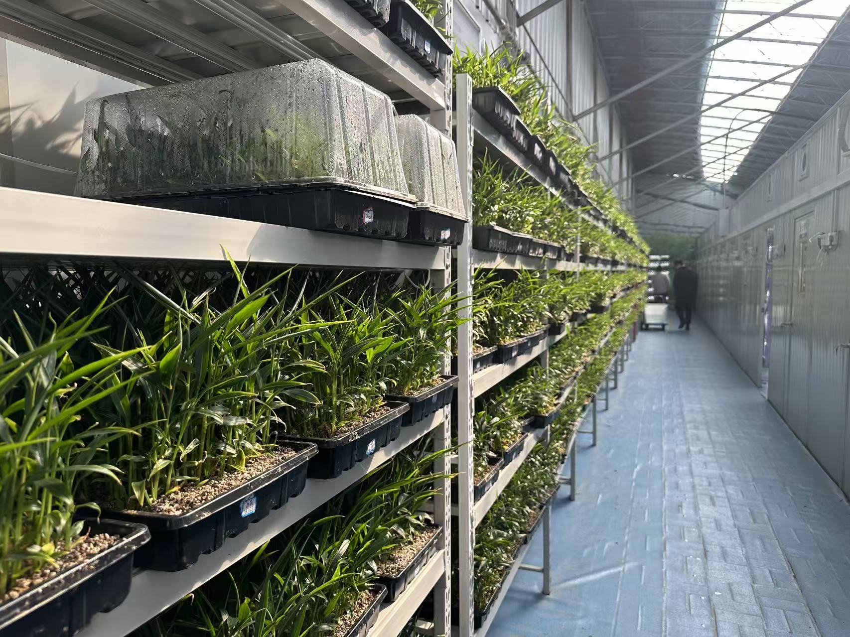 ��ƴ󡮼��d���S����(sh��)�`�(du��)�����ഺՓ�Č��ڞH���f(w��n)������ľGɫ�����