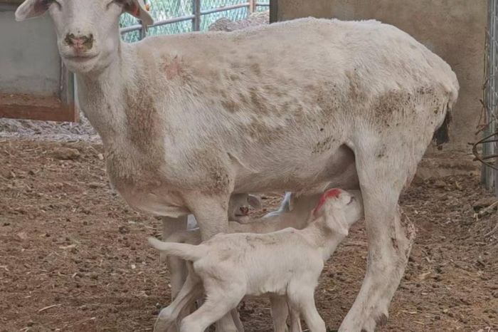 �����I(y��)���ǡ�ӳ�S�� �����r(n��ng)�ֿƼ���W(xu��)�W(xu��)��ǧ����Դ̽���d