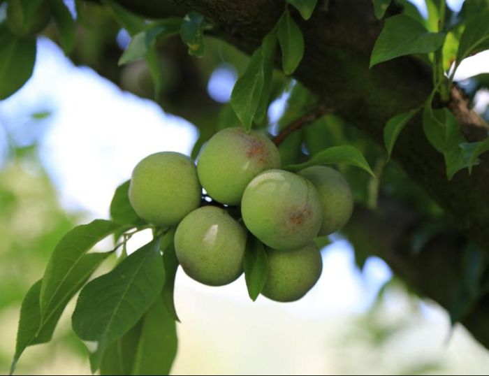 �Ƽ��x����a�I���l�����d������