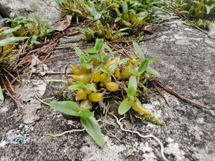 �Ͼ�ؔ����W���r月F�̽�L�����������B���ȣ��|�������A�匚����ԭ���B�ܴa�c��Դ���o