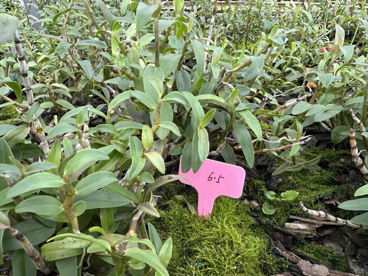 ̽�ɲ���期��������� ������ؔ�����r朡��F꠽�կ�У�������ˎ�ărֵ�����y�tˎ�F����֮·