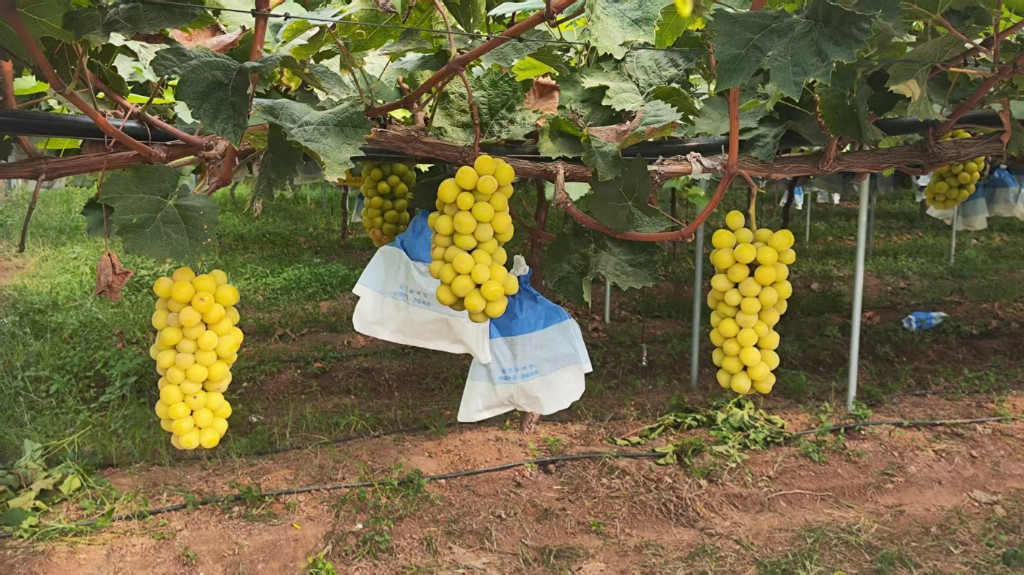 �S�Ӟ���D�����Ƽ���P̽���d������NFC��ҕ�l�Ƽ���̽���ס����l(xi��ng)�����d·���`�F(tu��n)