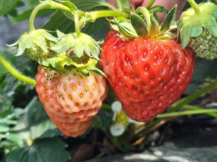 ��Ǽ���l���x�ܸ�ԭ�����ݮ��������С��ݮ���ɾ��¸�����a�I��