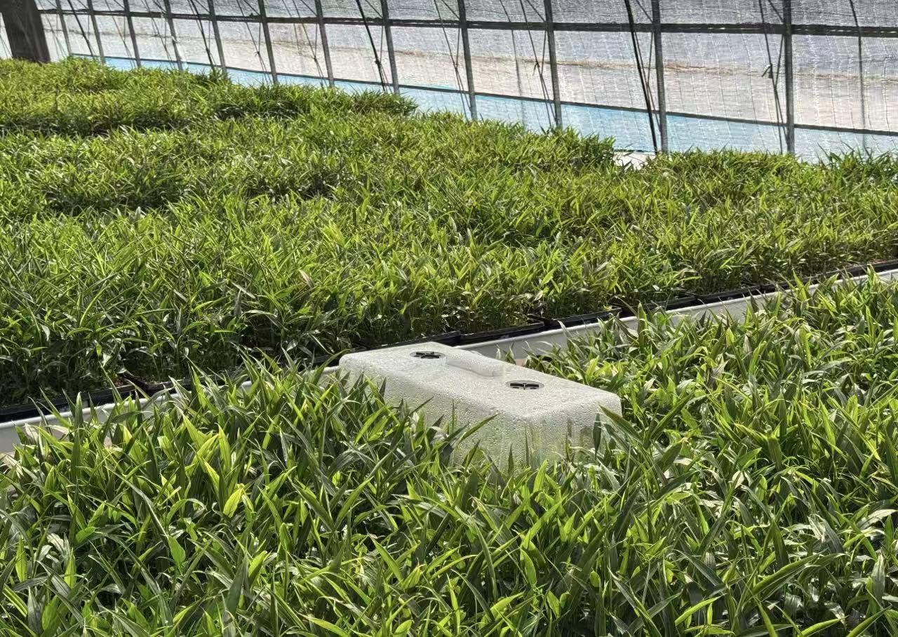 ��ƴ󡰼��d���S���Fꠡ������L�뼈���ඒ�w��