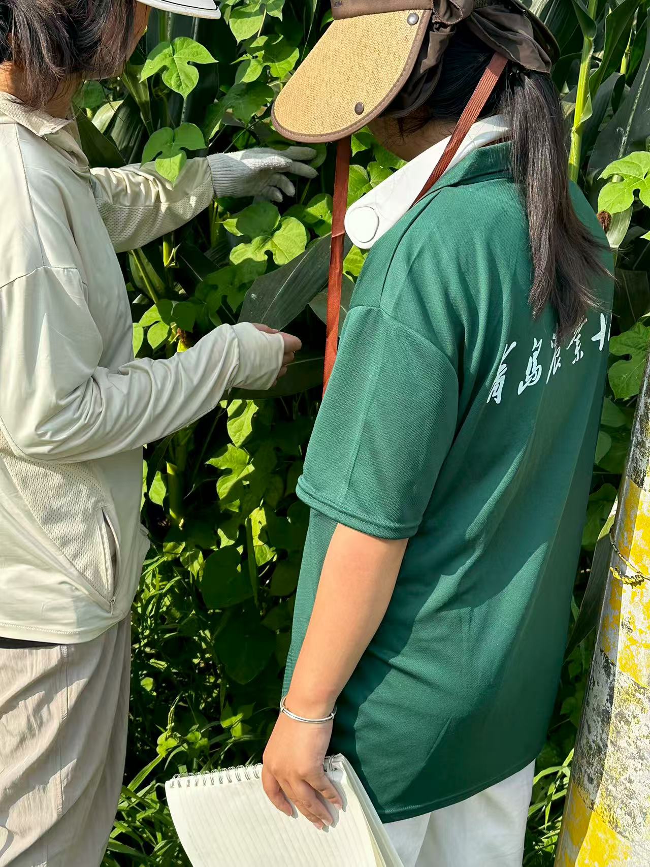 ��W�����`�F��������׵� ̽�زݘI(y��)�s�ݹ���֮��